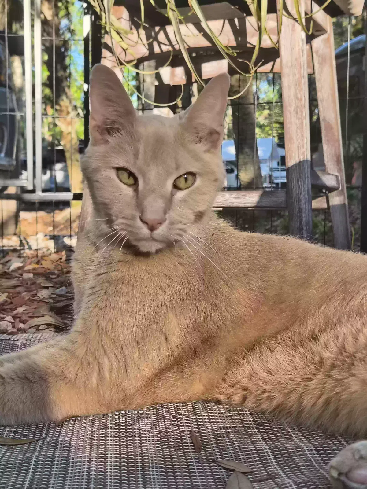 Lost cat in New Smyrna Beach, FL, 32168