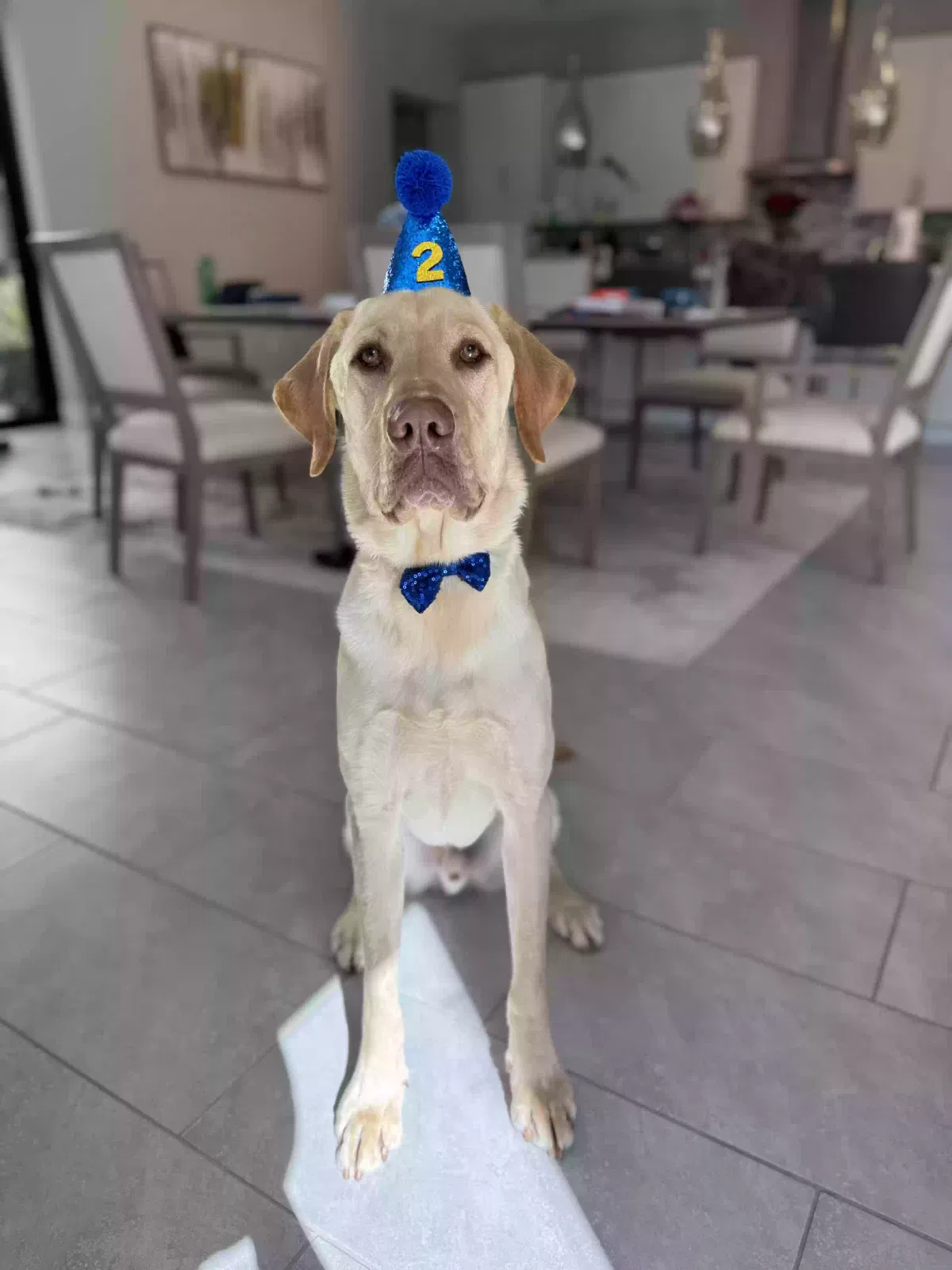 Lost dog in San Diego, CA, 92130