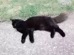 Lost cat in Santa Rosa, CA, 95407