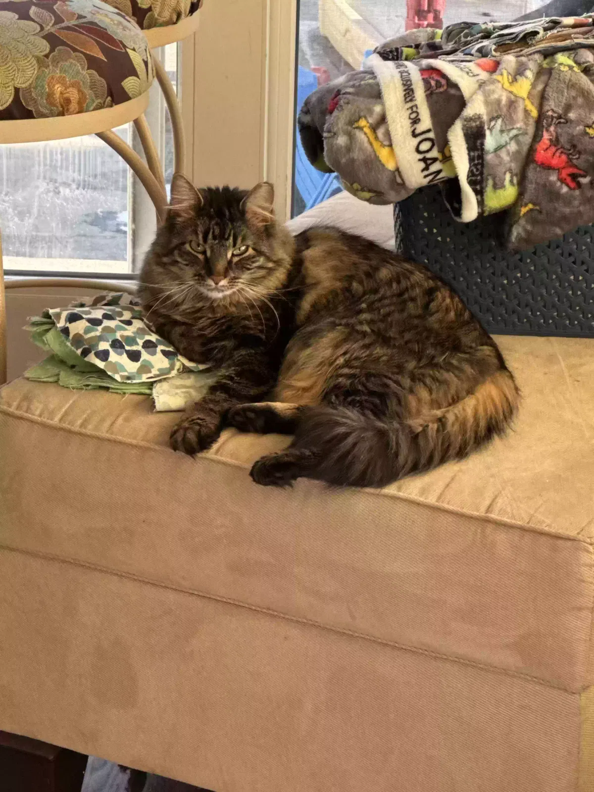 Lost cat in Jamison, PA, 18929