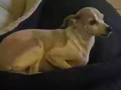 Lost dog in Houston, TX, 77082