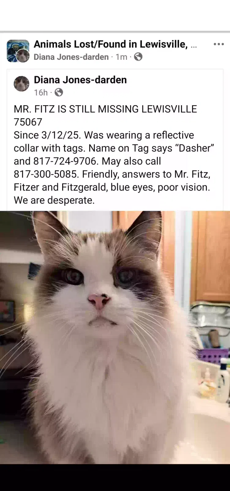Lost cat in Lewisville, TX, 75067
