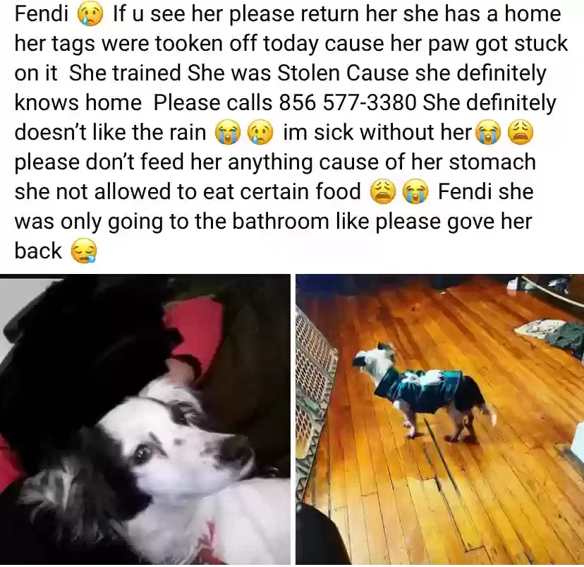 Lost dog in Merchantville, NJ, 8109