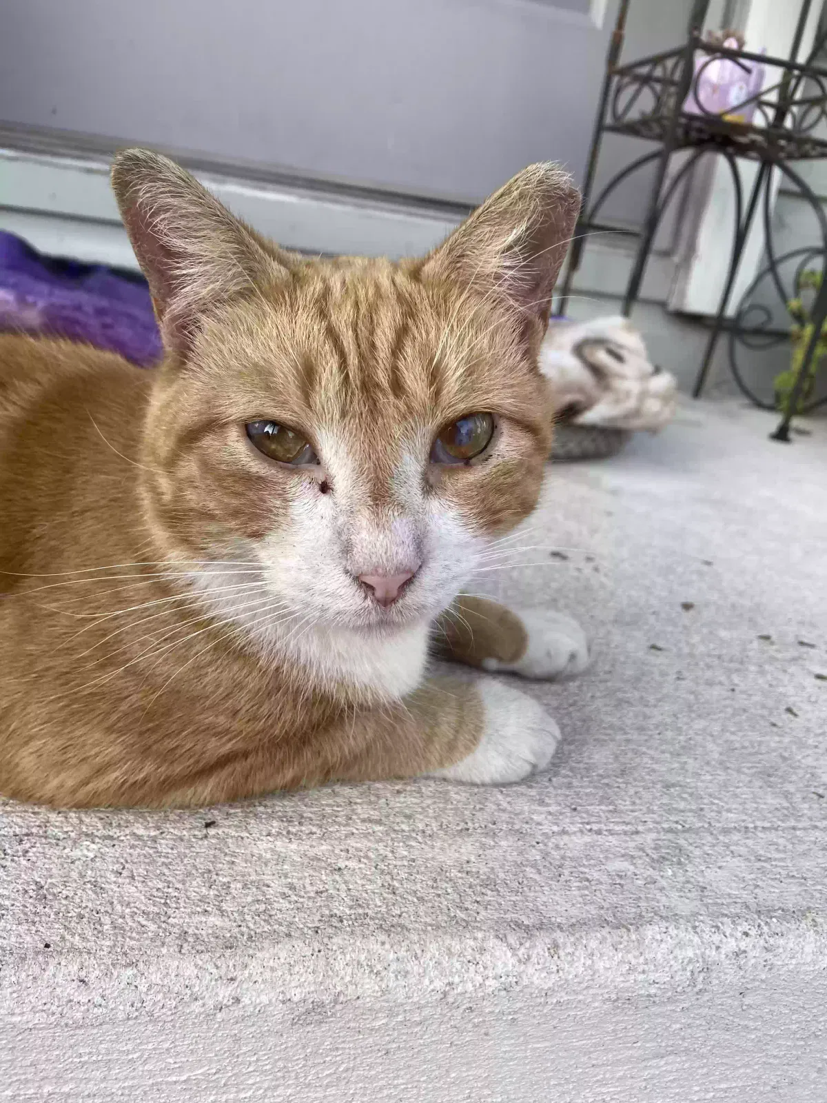 Found cat in Deland, FL, 32720