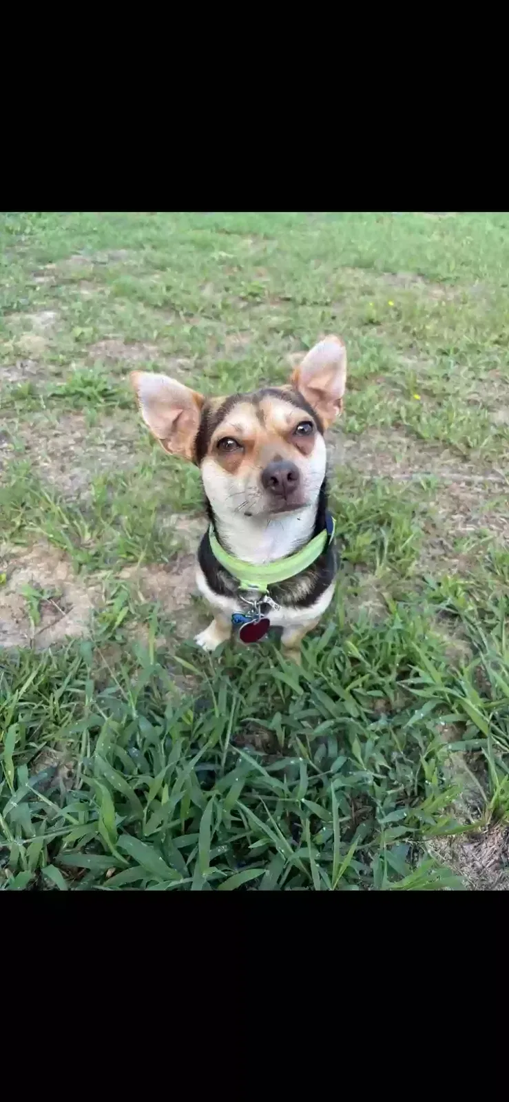 Lost dog in Macon, GA, 31204