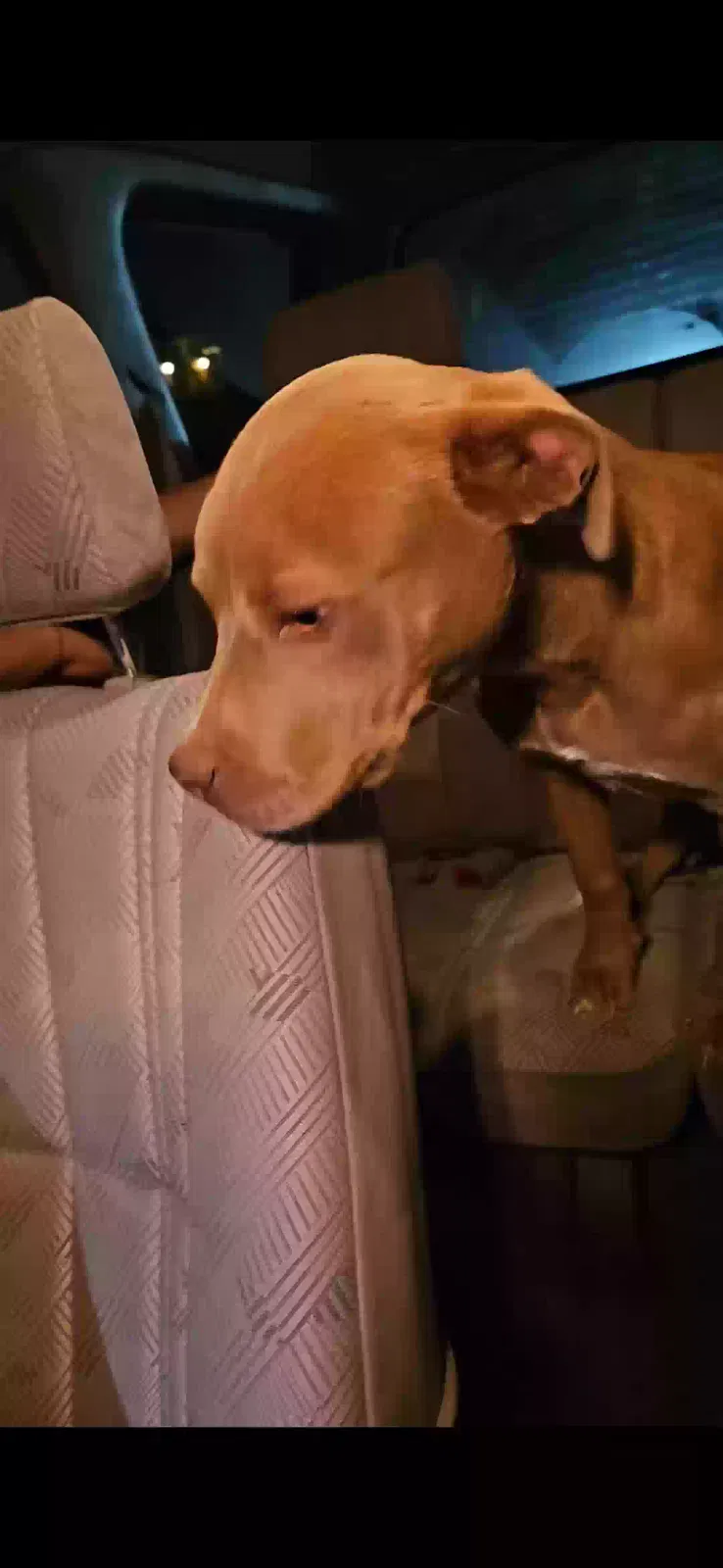 Found dog in Plano, TX, 75075