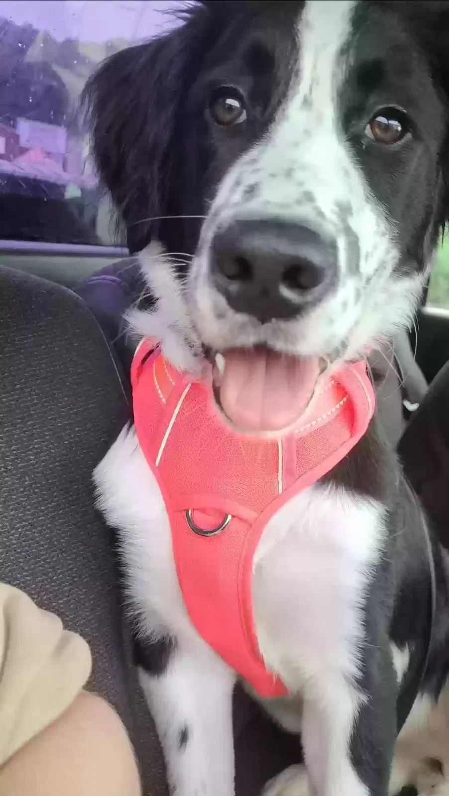 Lost dog in Pottsville, PA, 17901
