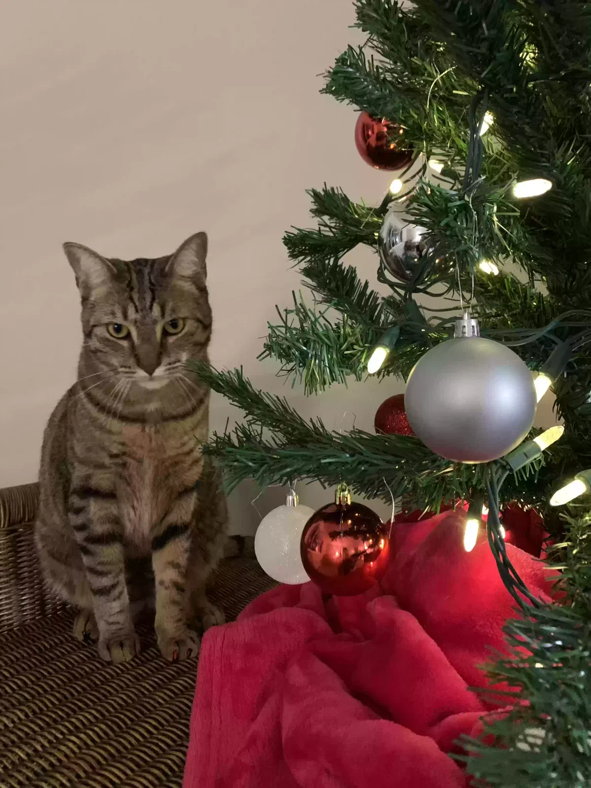 Lost cat in Allen Park, MI, 48101