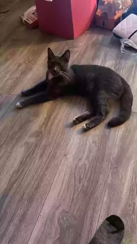 Lost cat in Monongahela, PA, 15063