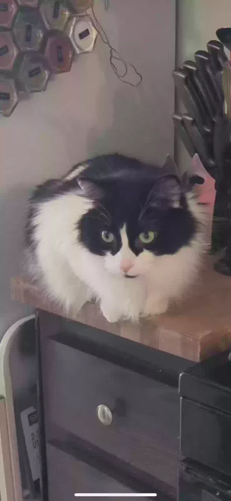 Lost cat in Davison, MI, 48423