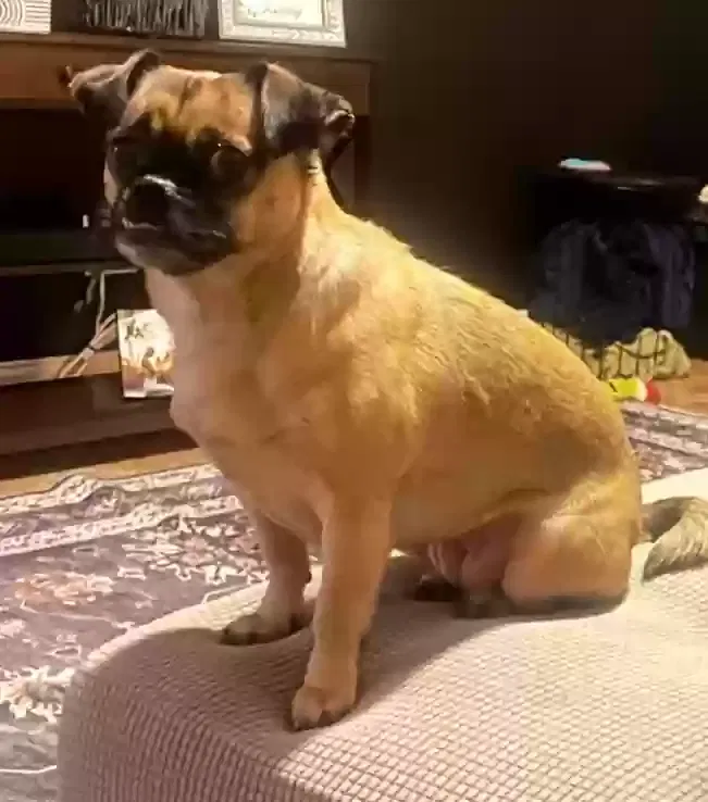 Lost dog in Patterson, CA, 95363