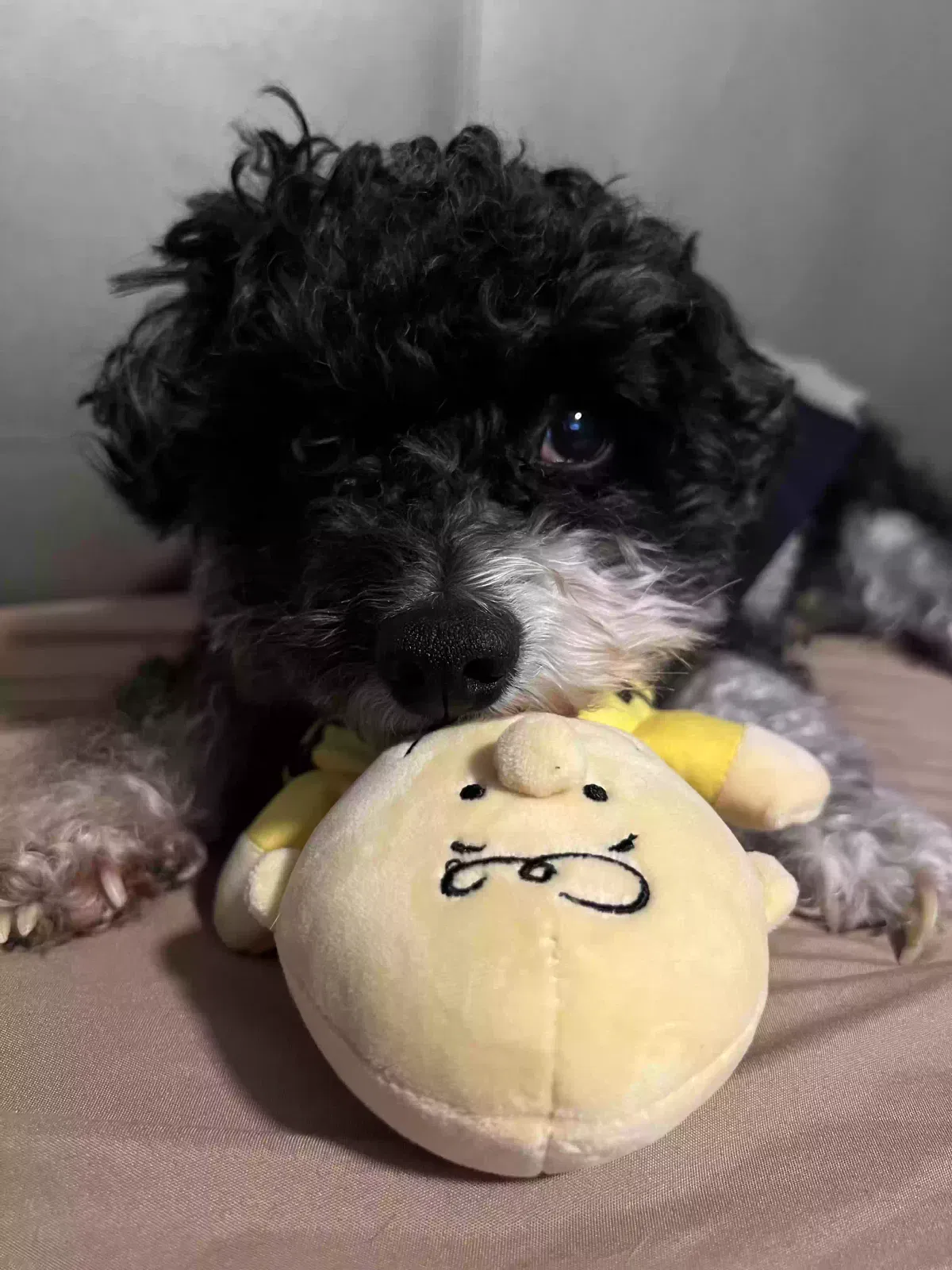 Lost dog in Fort Worth, TX, 76119