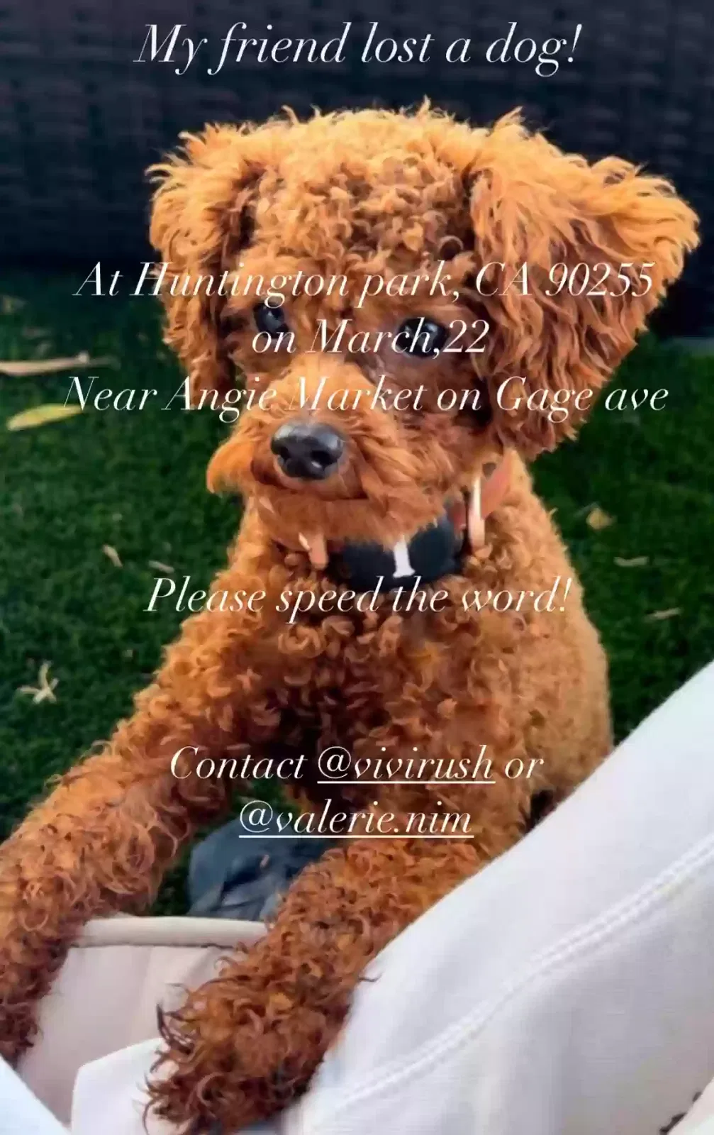 Lost dog in Huntington Park, CA, 90255