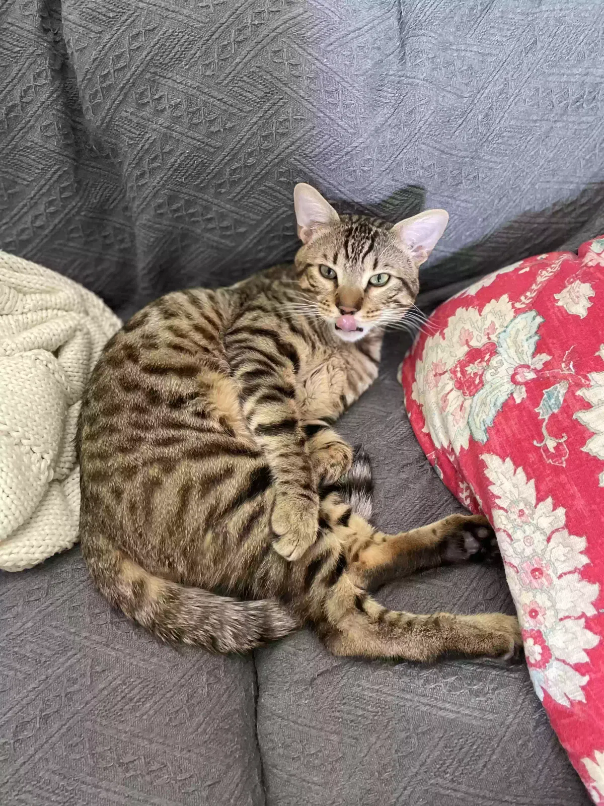 Lost cat in Lake Mary, FL, 32746