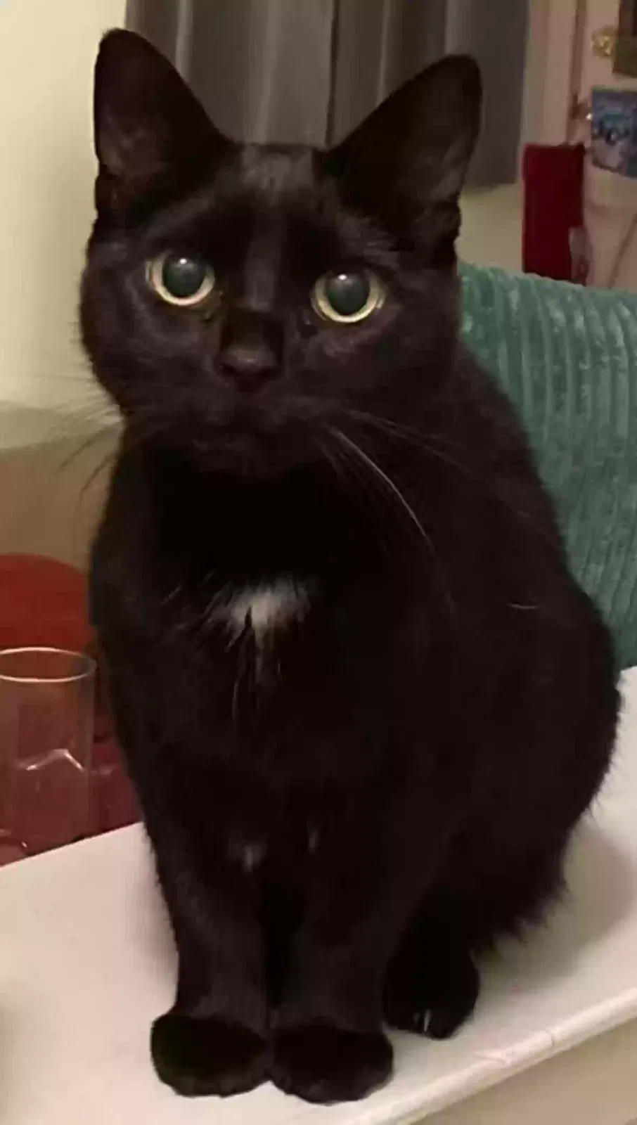 Lost cat in Telford, PA, 18969