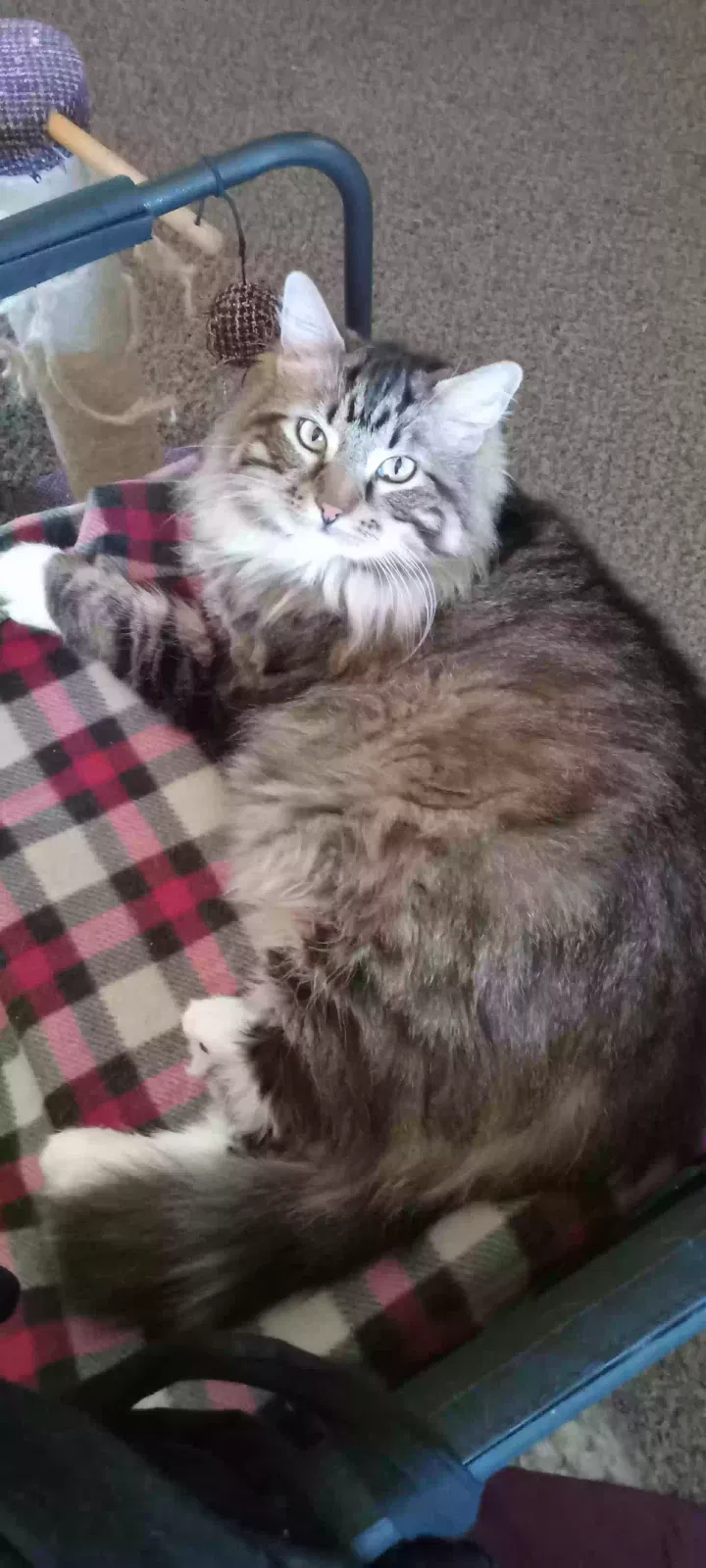 Lost cat in Salem, OR, 97304