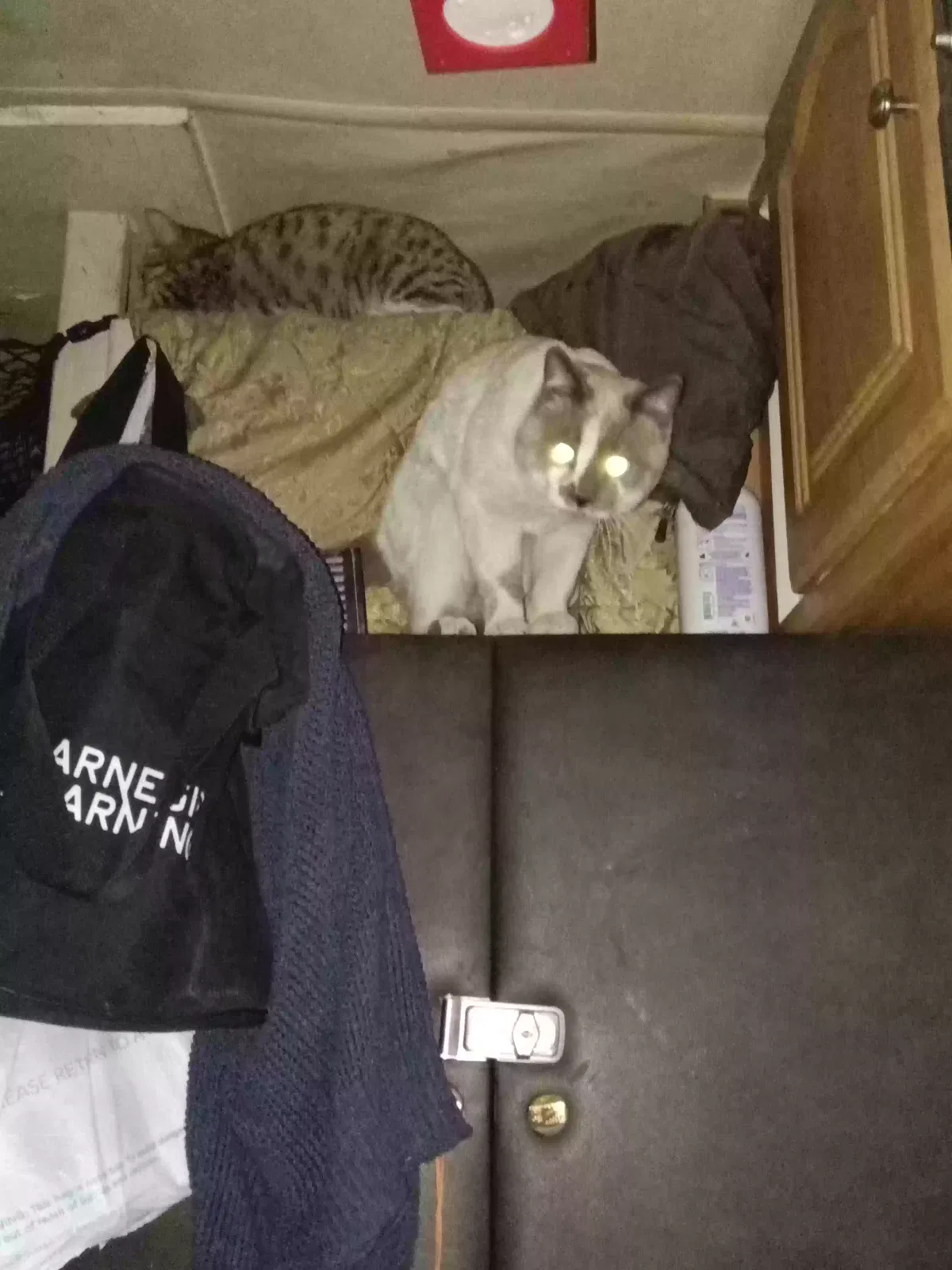 Lost cat in North Las Vegas, NV, 89031