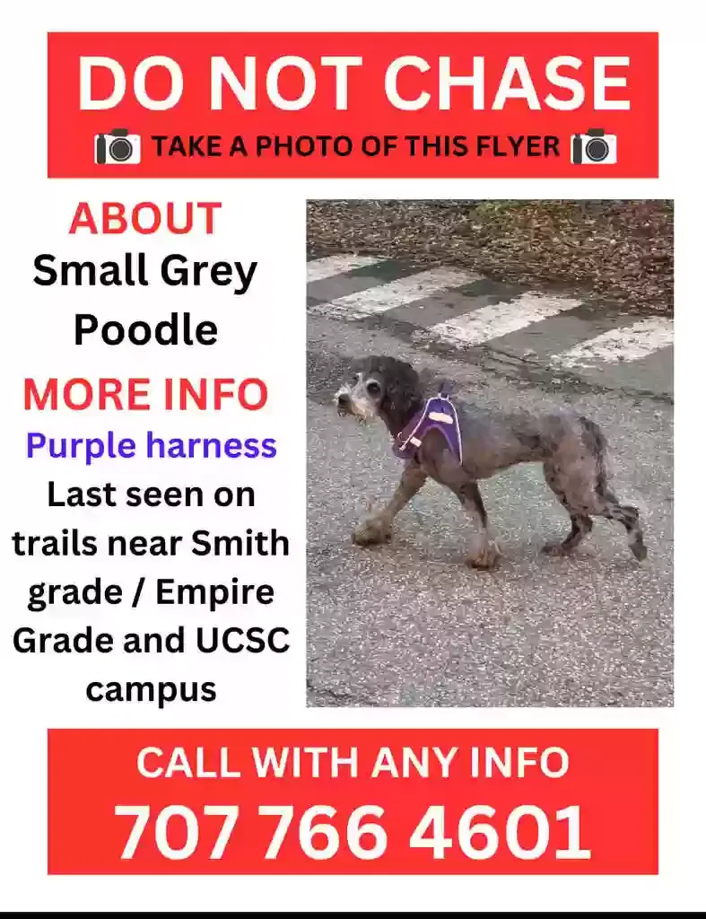 Lost dog in Santa Cruz, CA, 95060