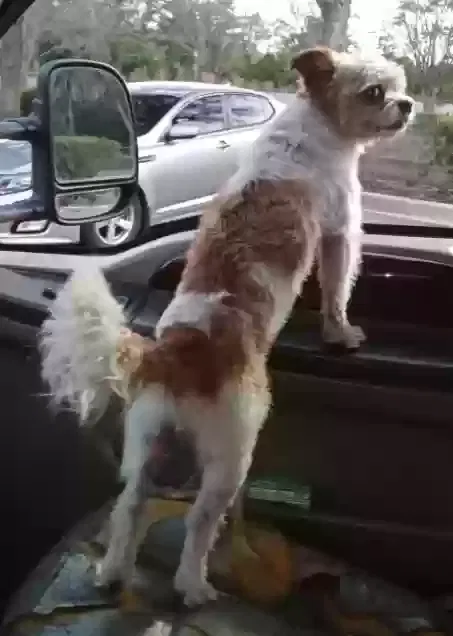 Lost dog in Jacksonville, FL, 32218