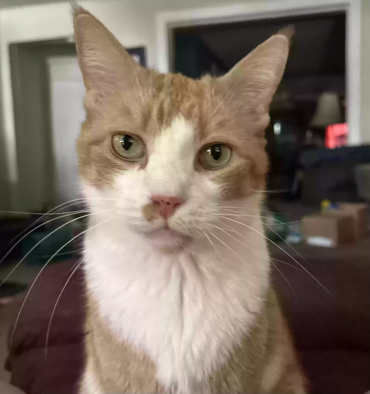 Lost cat in Tamaqua, PA, 18252