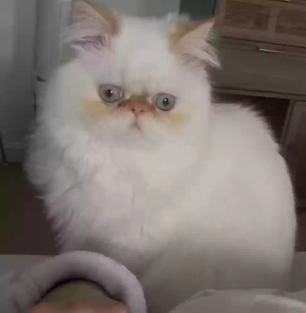 Lost cat in York, PA, 17402