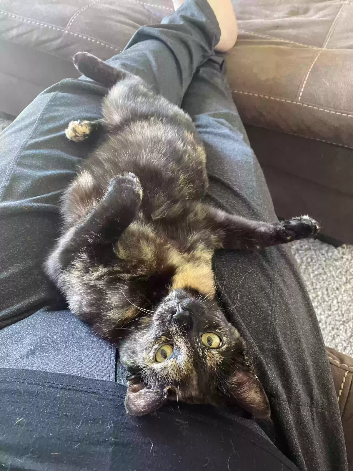 Lost cat in Maysville, KY, 41056