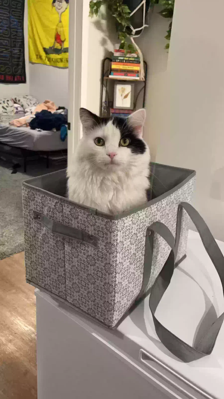 Lost cat in Sioux Falls, SD, 57110