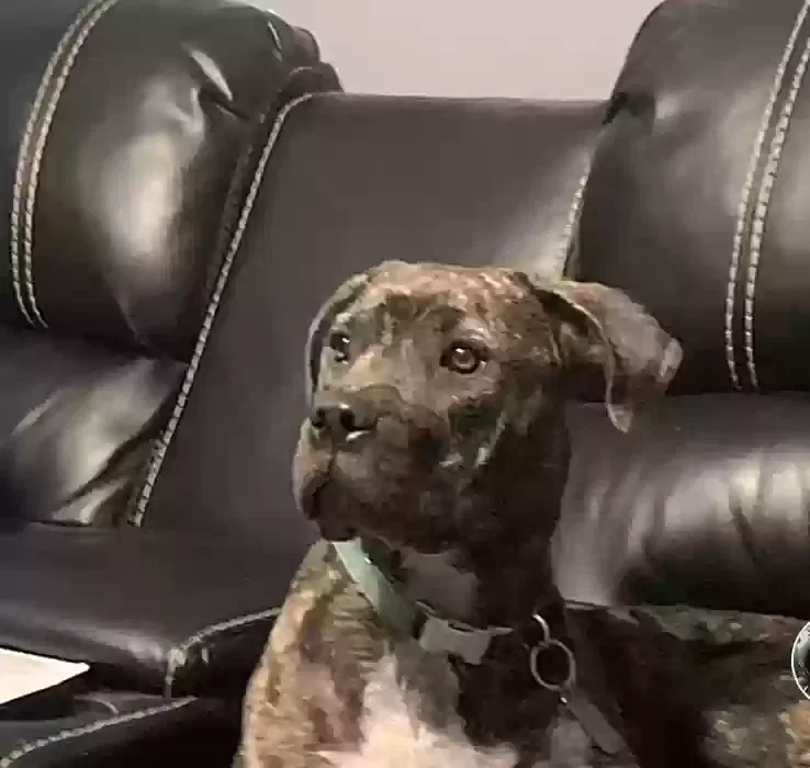 Lost dog in Conroe, TX, 77301