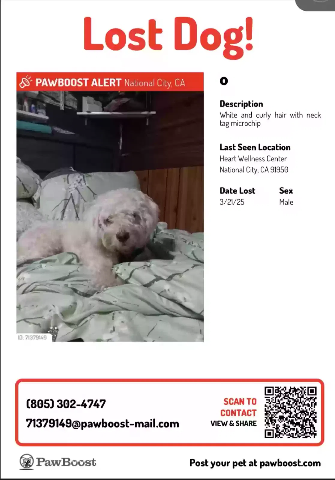 Lost dog in National City, CA, 91950