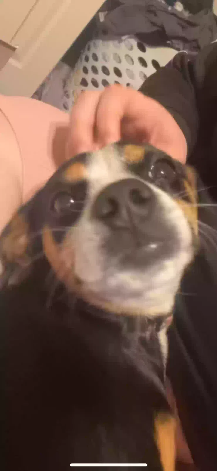 Lost dog in Glendale, AZ, 85301