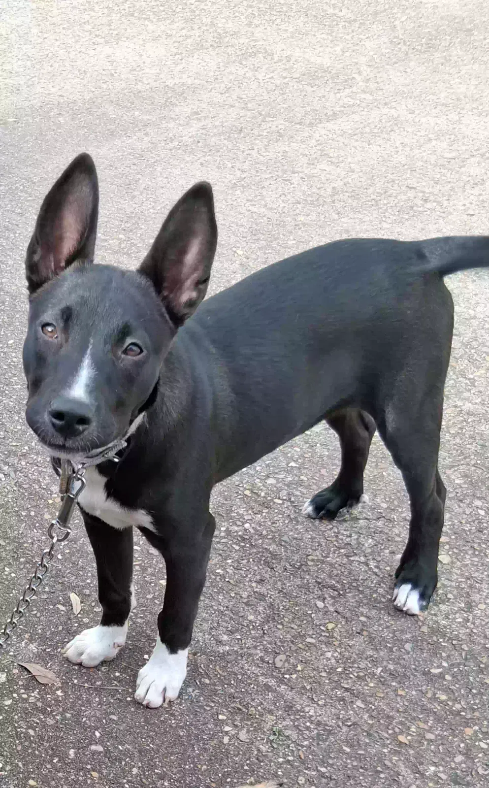 Lost dog in Spring, TX, 77373
