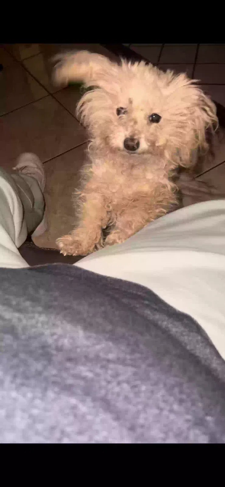 Lost dog in Glendale, AZ, 85301