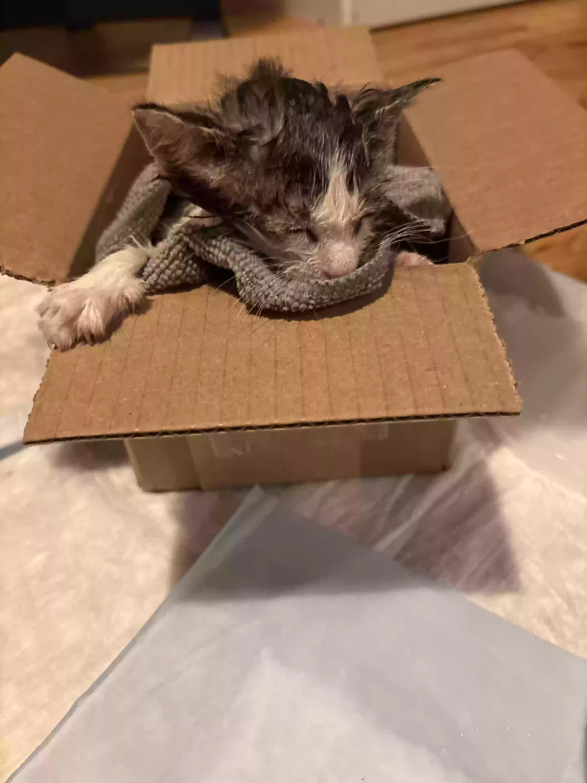 Found cat in Jamaica, NY, 11432