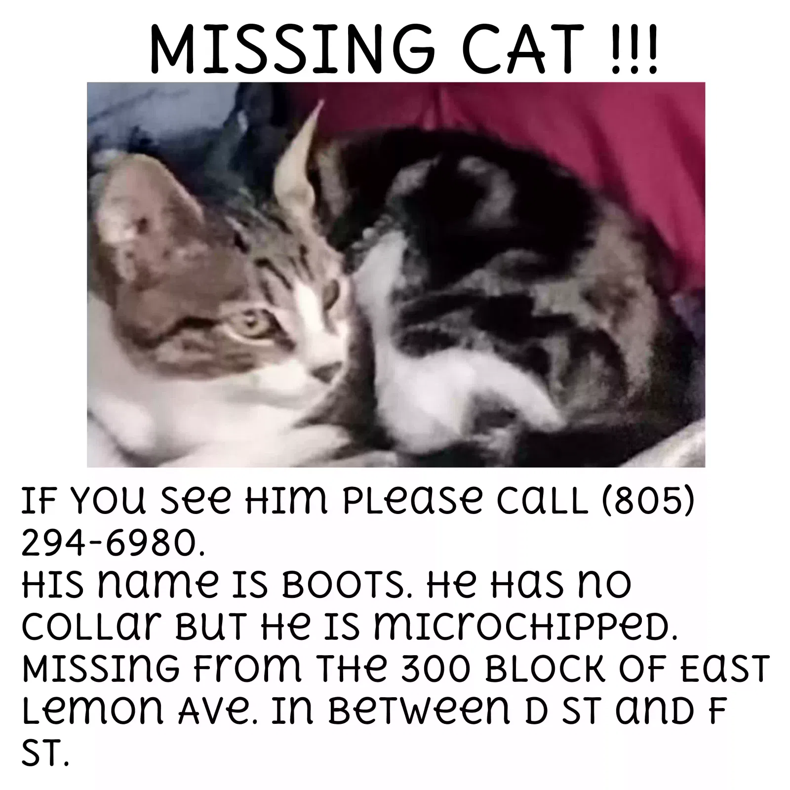 Lost cat in Lompoc, CA, 93436