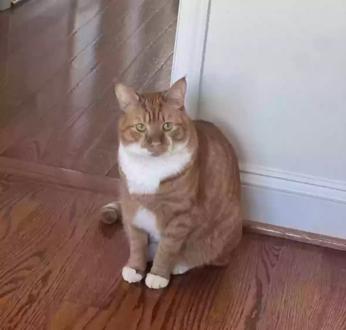 Lost cat in Baltimore, MD, 21230