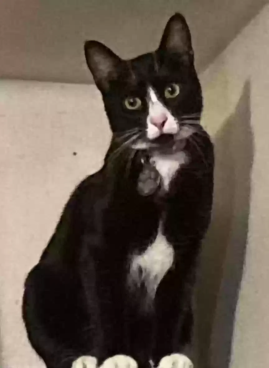 Lost cat in Oakland, CA, 94621