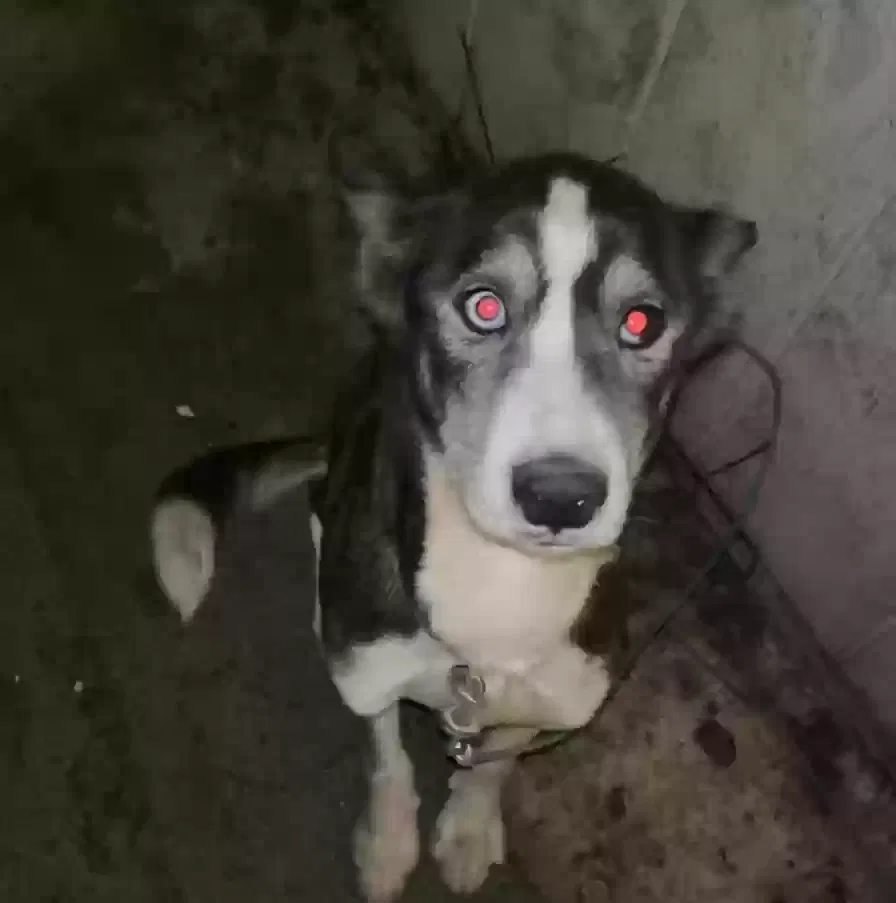 Lost dog in Merced, CA, 95348