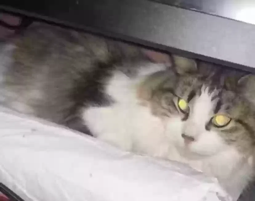 Lost cat in Buffalo, NY, 14206