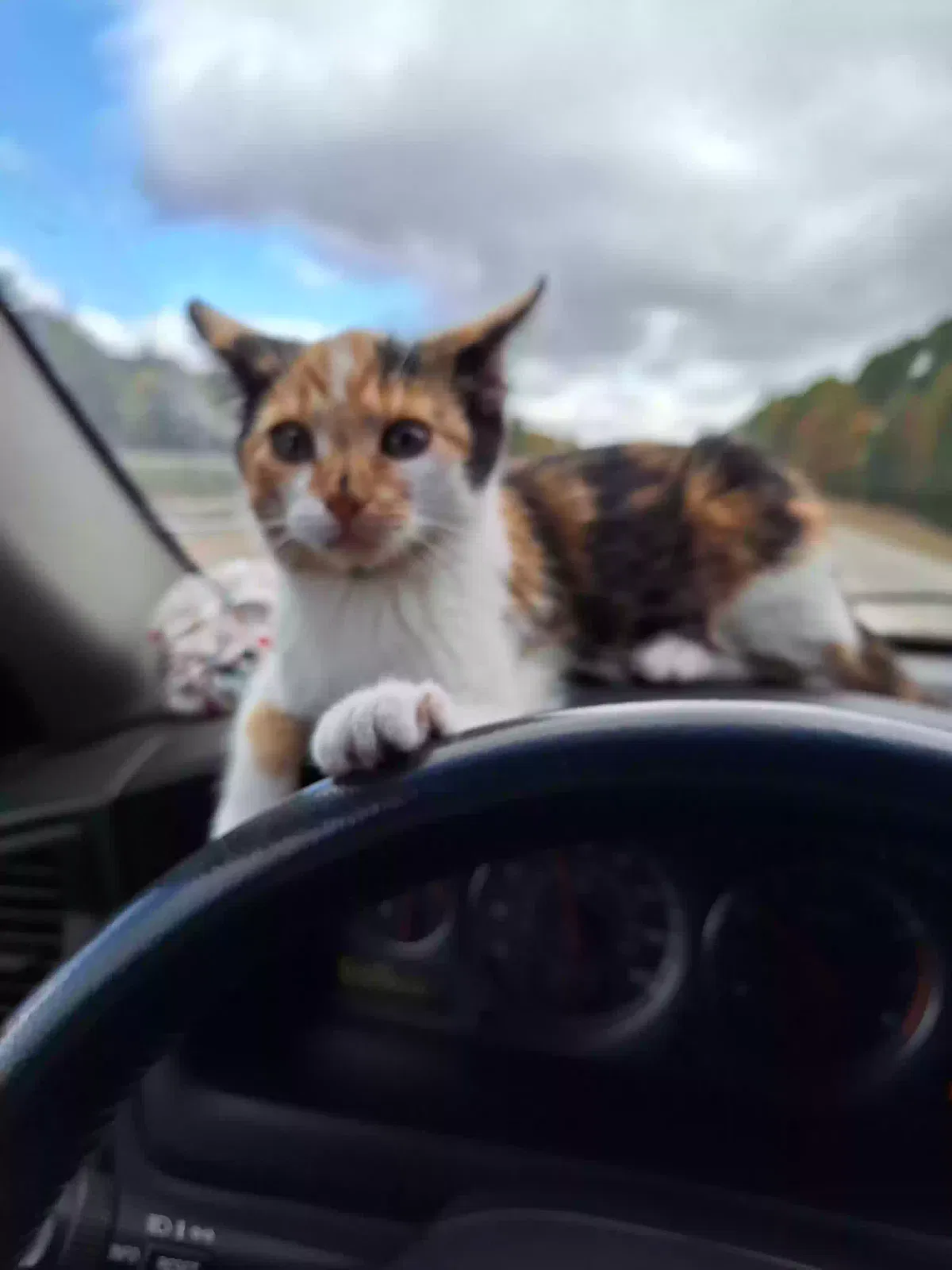 Lost cat in Stevens Point, WI, 54481