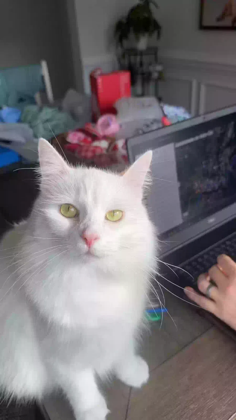 Lost cat in Greer, SC, 29651