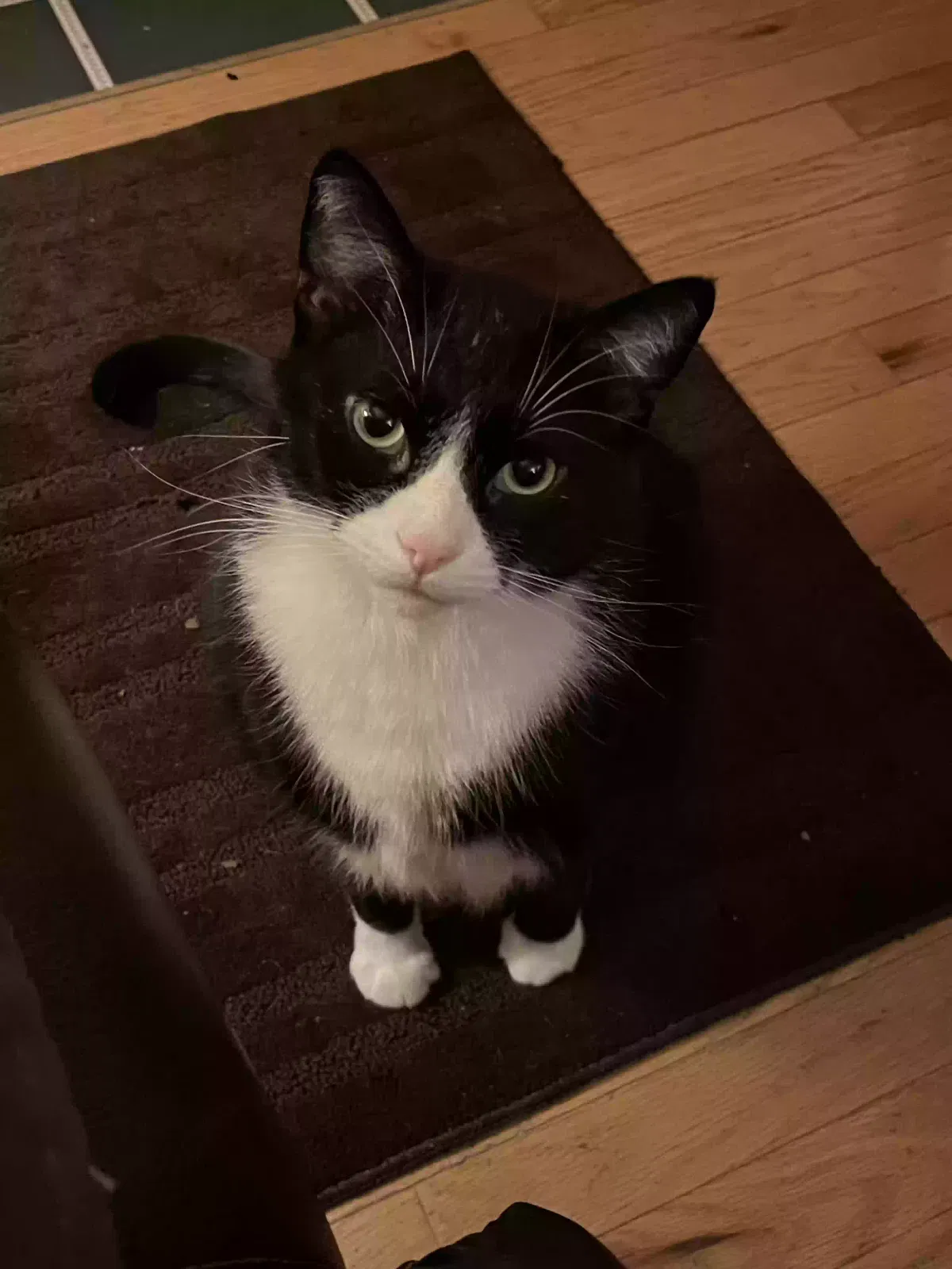 Lost cat in Rockford, IL, 61114