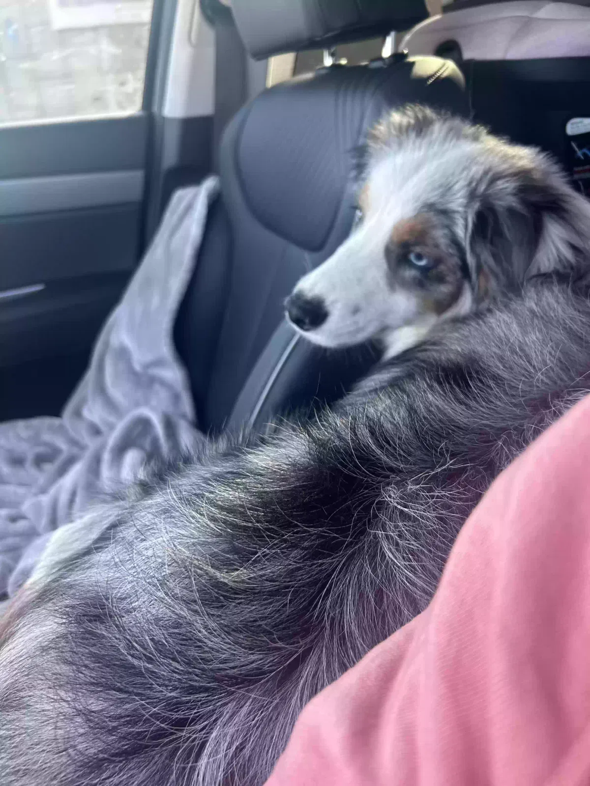 Lost dog in Aubrey, TX, 76227