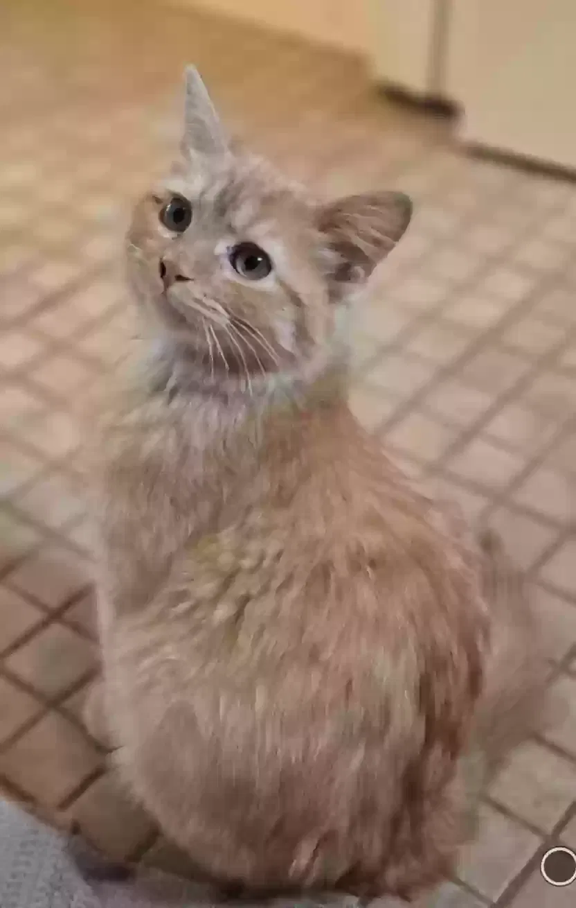 Lost cat in Powell, TN, 37849