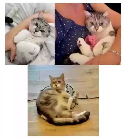 Lost cat in Lakewood, CA, 90712