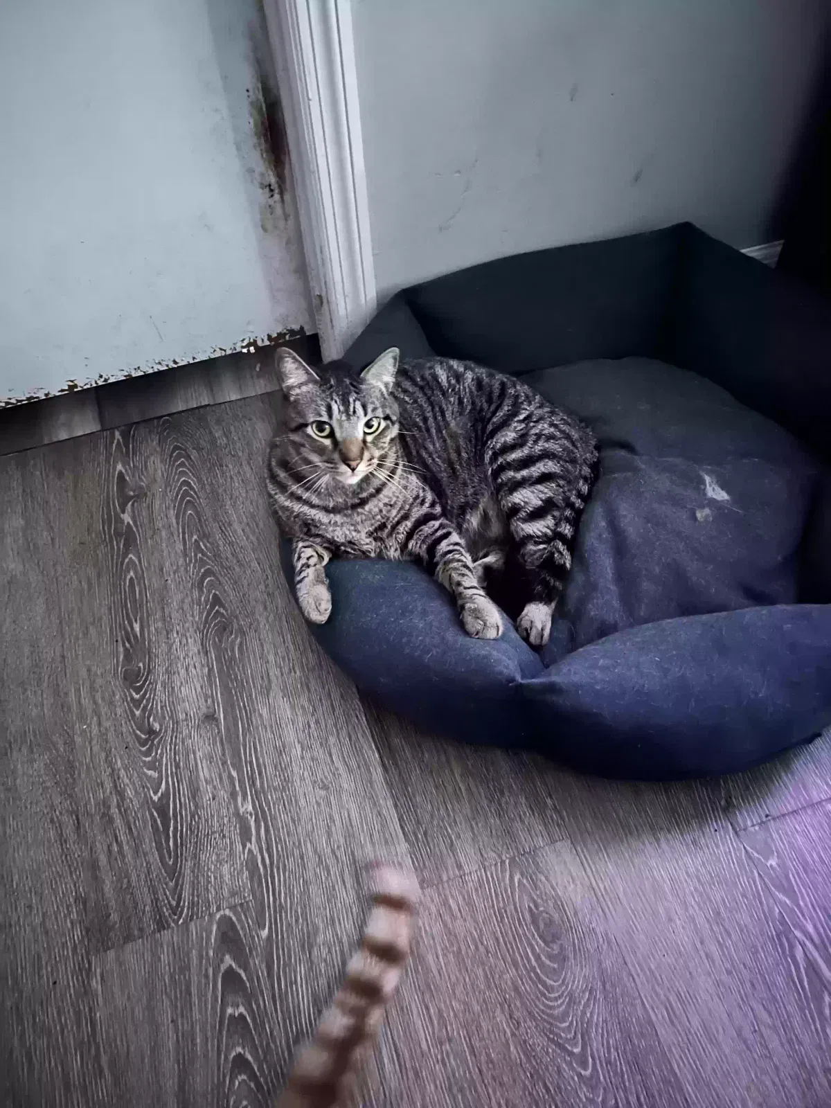 Lost cat in Lady Lake, FL, 32159