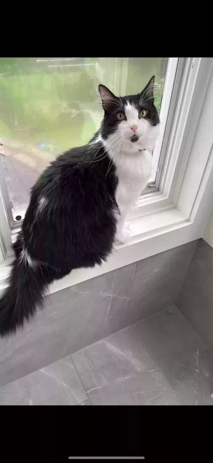 Lost cat in Knoxville, TN, 37919
