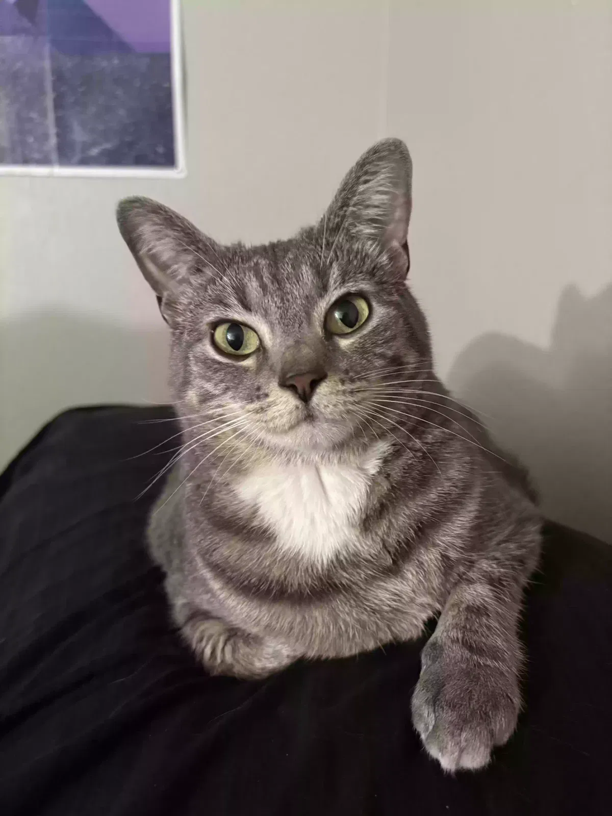 Lost cat in Mesa, AZ, 85201