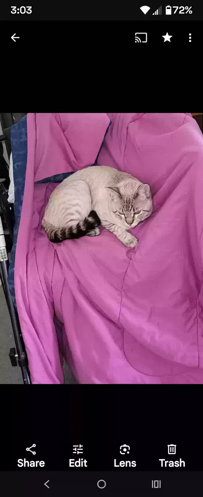 Lost cat in Youngtown, AZ, 85363