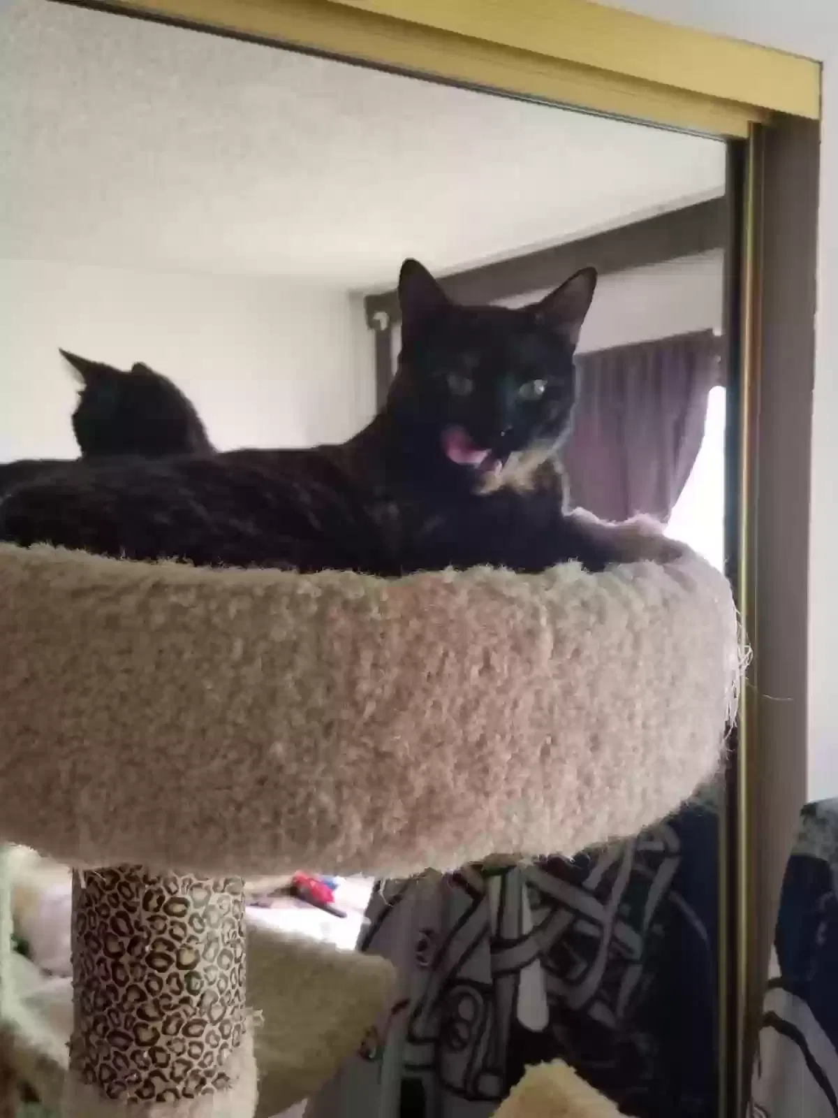 Lost cat in Menifee, CA, 92584