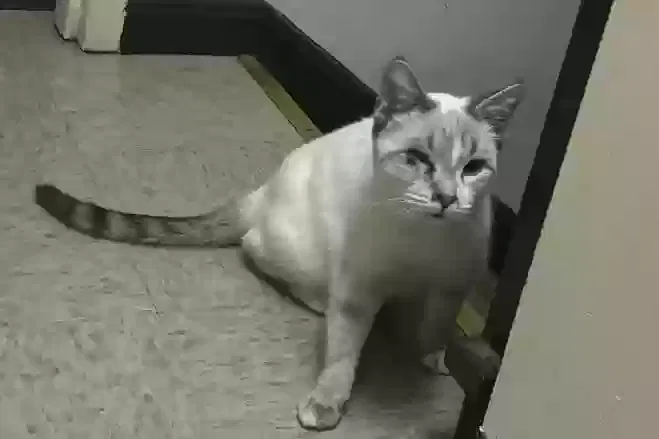 Lost cat in Valdese, NC, 28690